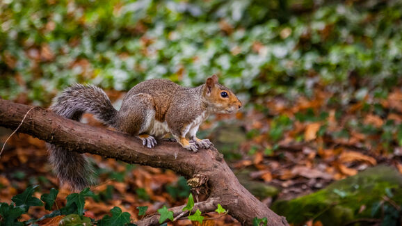 Crise de Saúde no Reino Unido. Há esquilos filmados a roer cigarros eletrónicos abandonados em parques