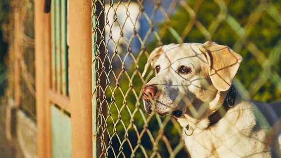 Alerta de burla! Criminosos usam nome do CRO de Benavente para extorquir donos de animais