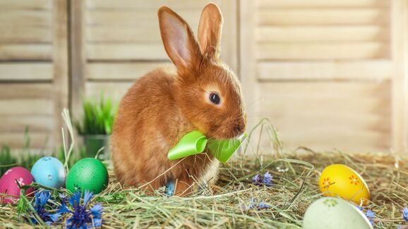 Coelhos, Ovos e… Cegonhas? Estes são os 7 animais mais associados à Páscoa