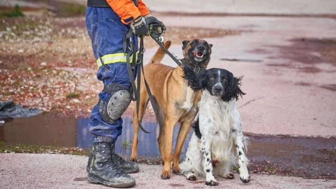 Parabéns, Billy e Betsy! Estes dois patudos são os novos cães de salvamento dos Bombeiros Sapadores de Lisboa