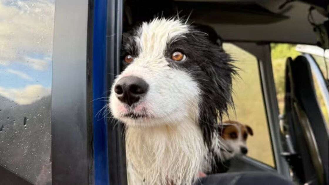 Um verdadeiro milagre! Cadela Molly sobrevive a queda de 55 metros e é resgatada na Nova Zelândia