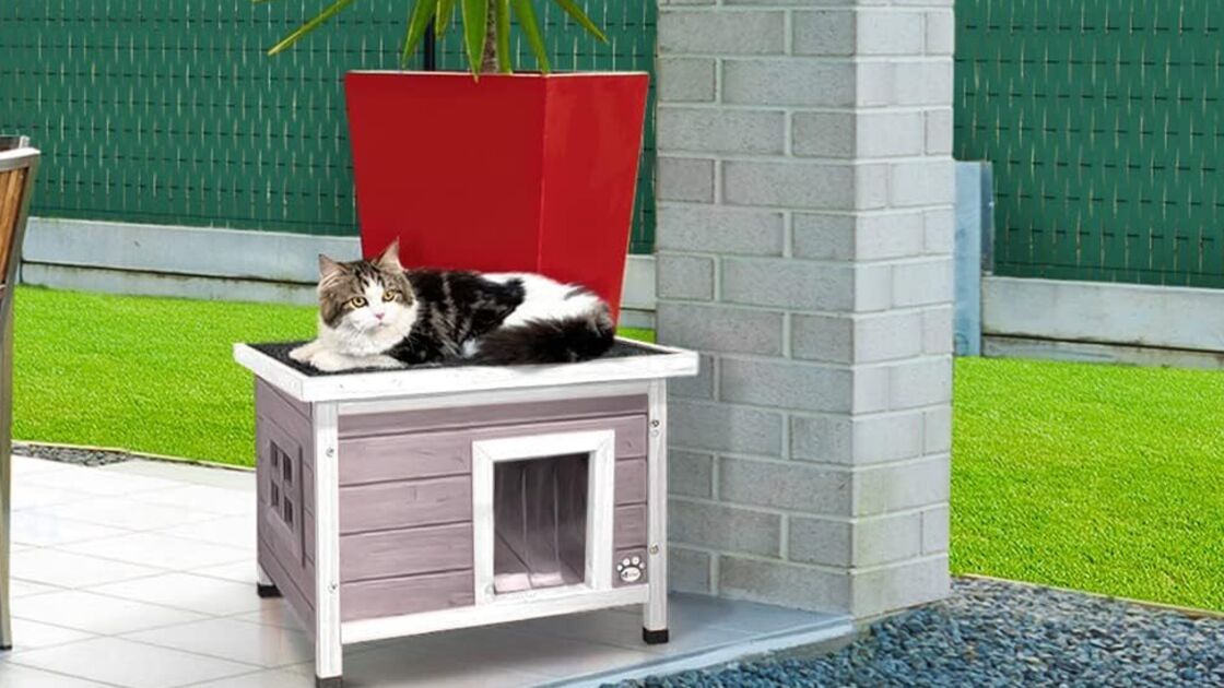 Gato aproveita casa nova no jardim