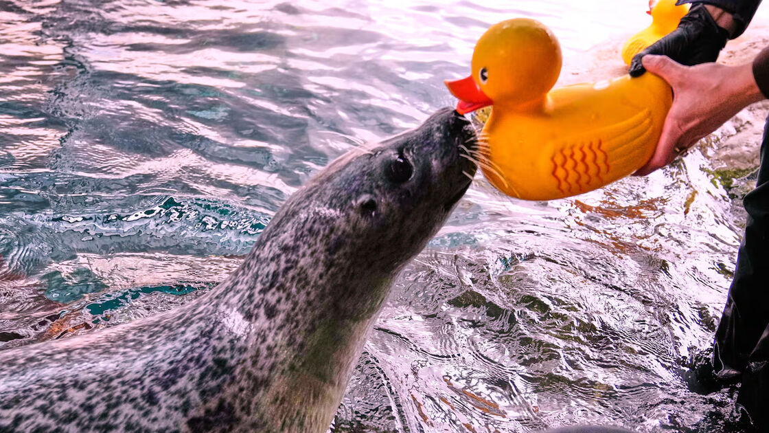 Crise de idade? Nada disso! Conheça Reggae, a foca de 32 anos apaixonada por... patinhos de borracha