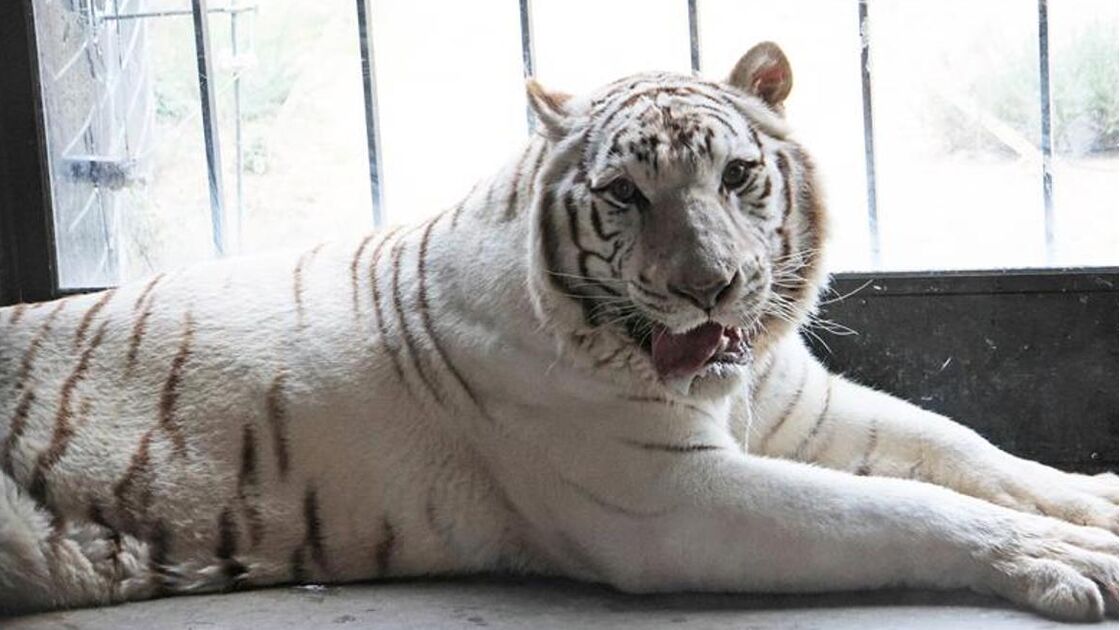 Sona, o último tigre de circo em Portugal vai viver num santuário em Espanha. Esteve 16 anos em cativeiro