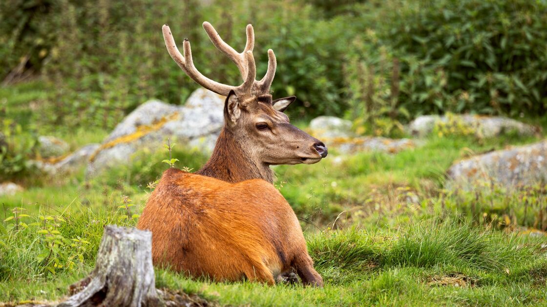 Aprender na Natureza! Na Nazaré, os veados vão ganhar um Parque Didático 