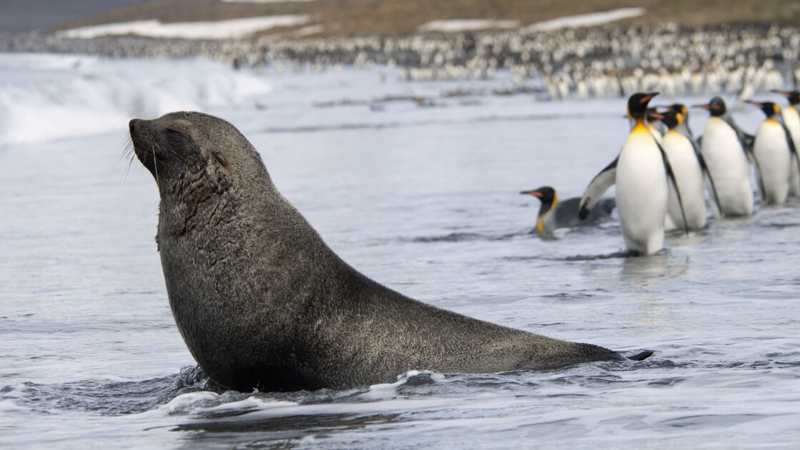 Alerta Vermelho: Pinguim-imperador e Lobo-marinho oficialmente em perigo de extinção