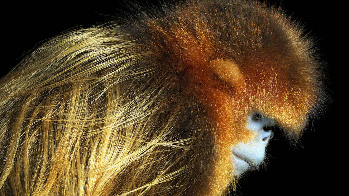 Macaco Dourado de Nariz Arrebitado