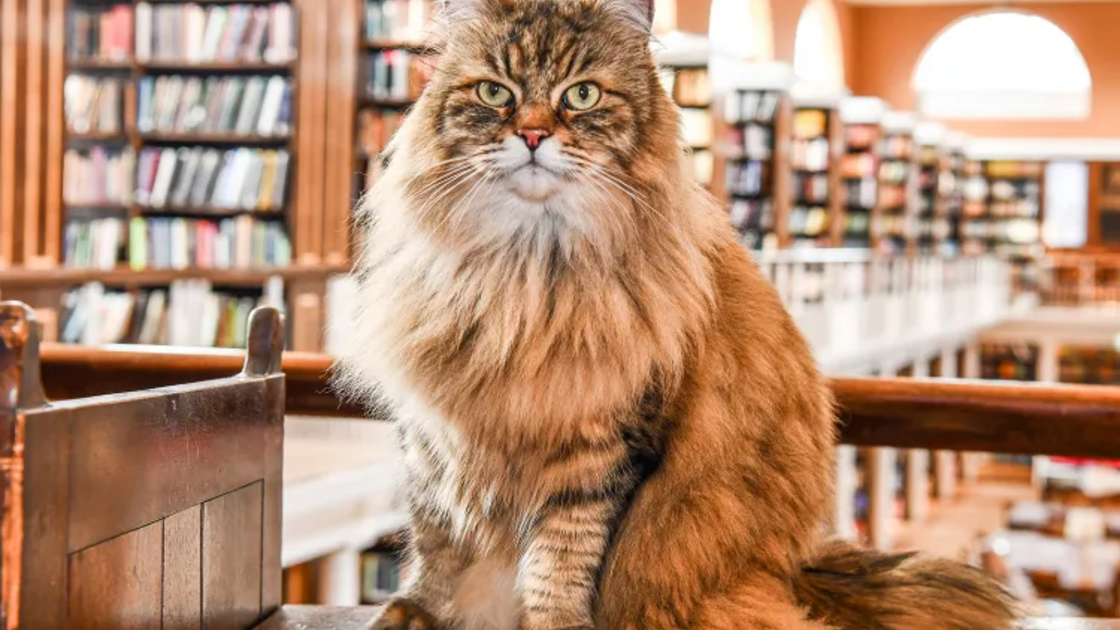 Issy, gato de apoio numa universidade britânica, alivia o stress académico dos estudantes.
