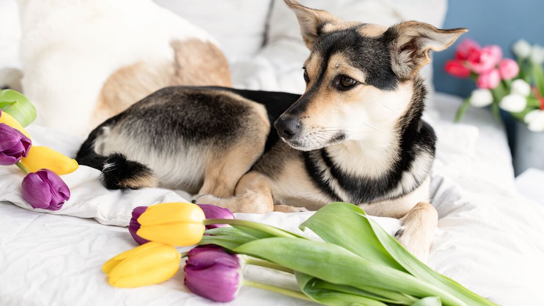 Passeio em festival de tulipas termina em tragédia para cão no Reino Unido