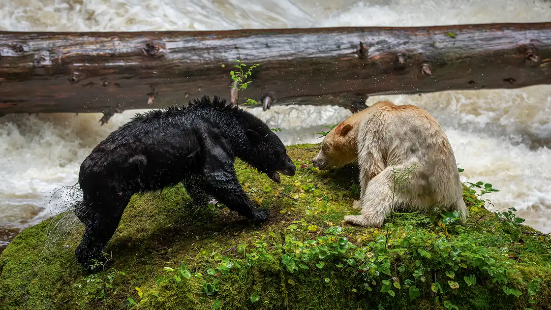 Ursos Kermode, raros e misteriosos, são tema de projeto fotográfico