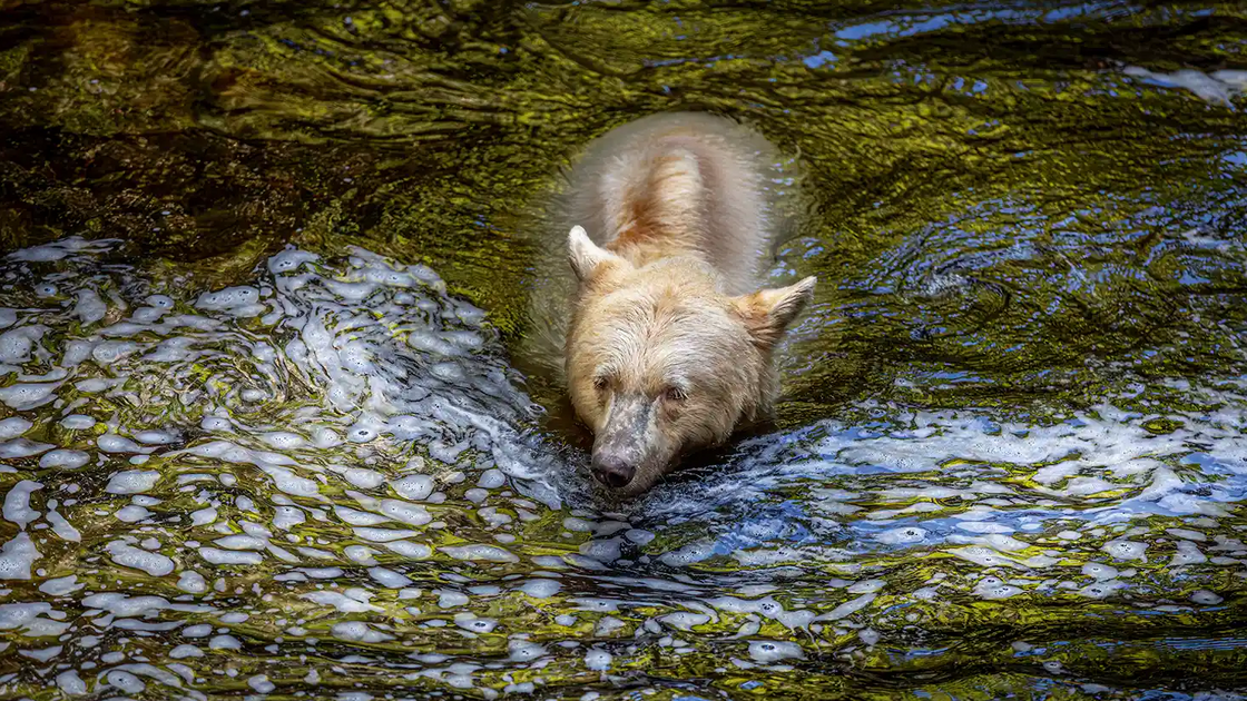 Urso Kermode, raro e de cor clara, nada em rio de águas agitadas