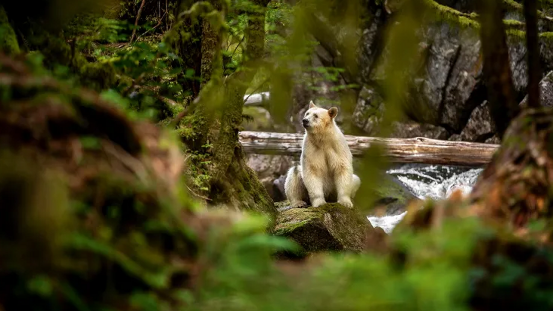 O urso Kermode, também chamado de 