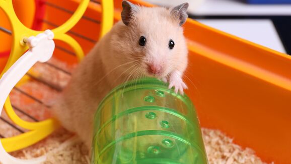 Esta areia vegetal vai deixar a gaiola do seu hamster muito mais confortável