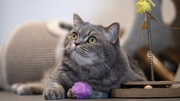 Contra o tédio felino! Descubra como manter o seu gato ativo e feliz