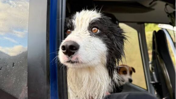 Um verdadeiro milagre! Cadela Molly sobrevive a queda de 55 metros e é resgatada na Nova Zelândia