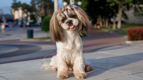 Afinal era só uma partida! Dyson brinca com linha para animais e deixa donos de todo o mundo a suspirar