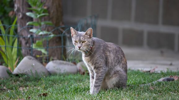 Os gatos de exterior também precisam de conforto. E este refúgio é perfeito para os felinos mais aventureiros