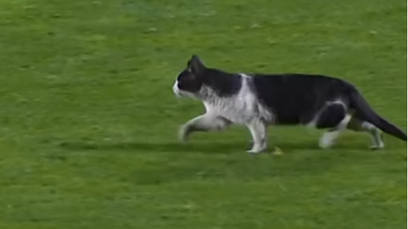 Temos uma nova estrela do futebol? Este gato invadiu o jogo do Estrela da Amadora-Sporting e parou tudo!