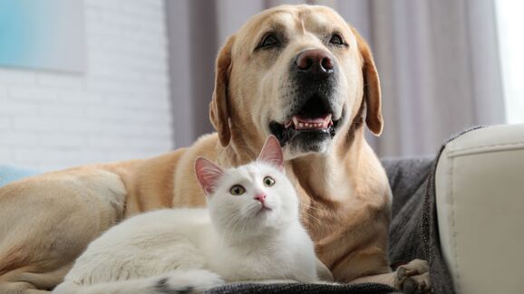 PAN lança plataforma que revela como está o bem-estar animal em cada município