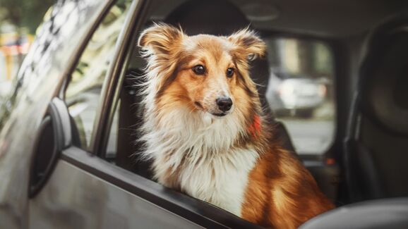 O seu cão tem medo de andar de carro? A Citroën criou um difusor para viagens mais tranquilas