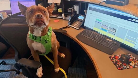 Este pitbull tornou-se viral por ter comportamentos de... gato. Conheça a história de Ulysses