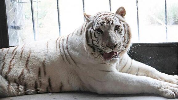 Sona, o último tigre de circo em Portugal vai viver num santuário em Espanha. Esteve 16 anos em cativeiro