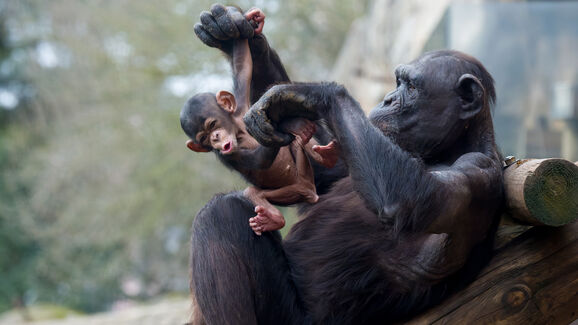 Já está a pensar no Dia da Mãe? Pode ajudar a escolher o nome da nova cria de chimpanzé do Jardim Zoológico de Lisboa