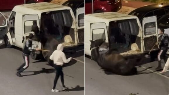 Agressão violenta a cavalo em Sintra reabre debate sobre criminalização de maus-tratos