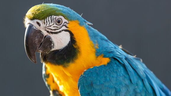 Um regresso inesperado! Icónica arara-canindé reaparece no Rio de Janeiro depois de 200 anos de ausência