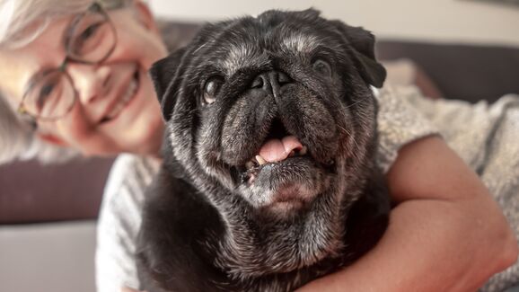 O seu patudo também merece conforto na terceira idade. E as camas ortopédicas fazem maravilhas