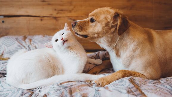 Guarda partilhada de animais passa a ter enquadramento legal no Brasil