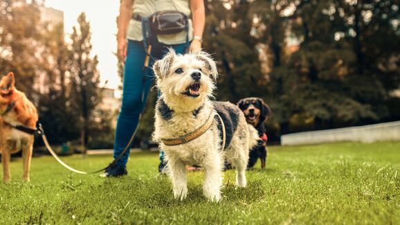 Alergias, parasitas e calor. Eis o que deve saber para proteger o seu animal durante esta estação