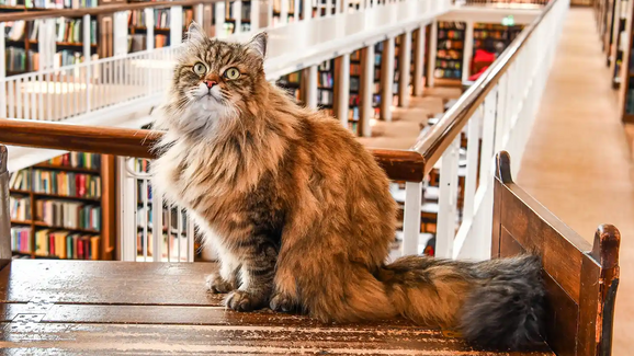 O companheiro de estudo mais fofo de sempre! Conheça o Issy, o gato que ajuda estudantes a lidar com o stress académico