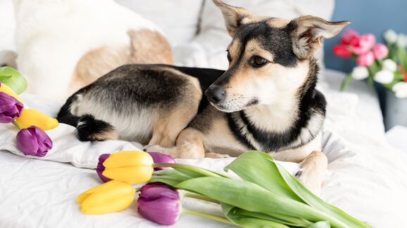 Passeio em festival de tulipas termina em tragédia para cão no Reino Unido