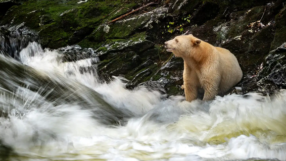 Uma verdadeira aparição! Foram captadas imagens do urso mais raro do mundo