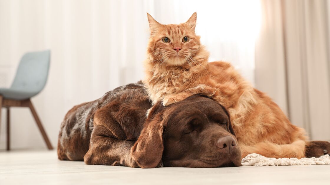 Da criação ao comércio. União Europeia impõe novas regras para proteger cães e gatos