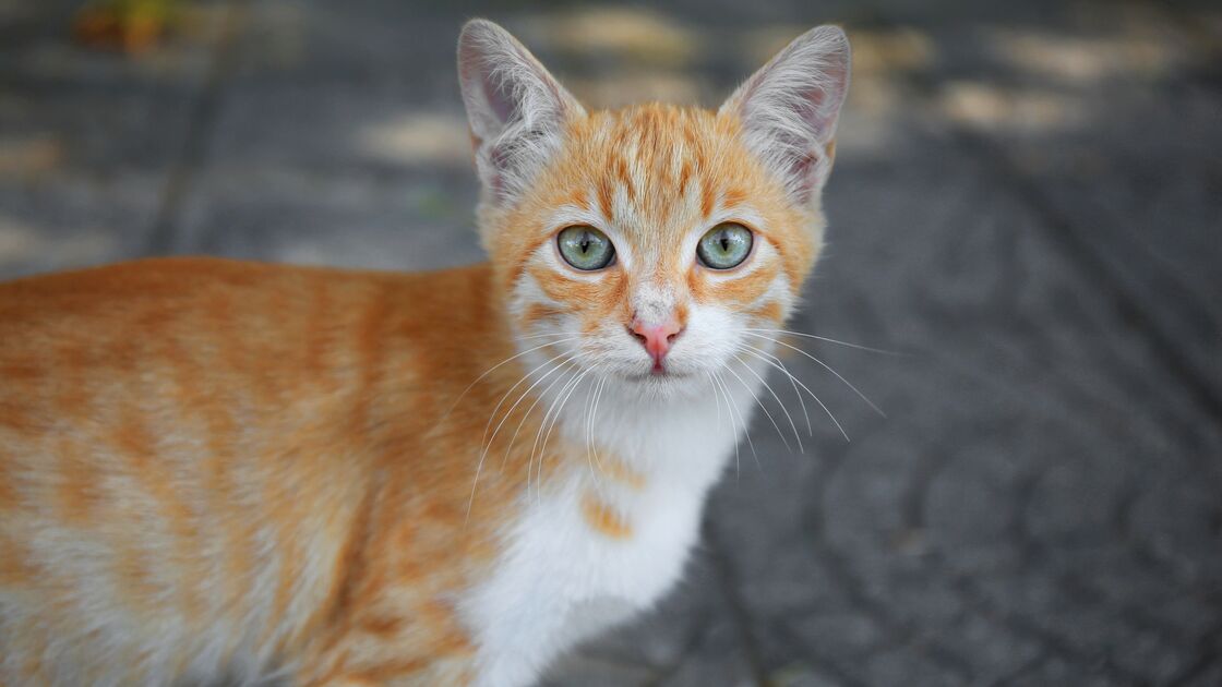 Mistério resolvido! Os gatos ruivos afinal têm uma mutação única e rara no mundo animal
