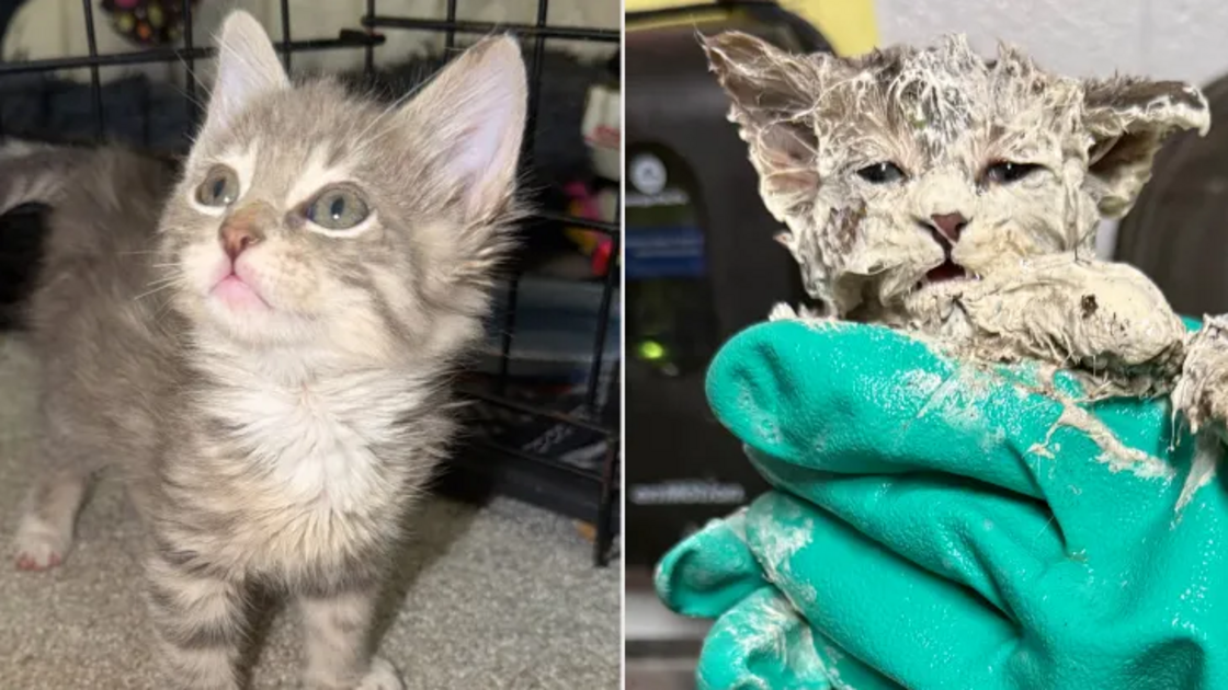 Um verdadeiro milagre! Gatinho preso num balde de cola sobrevive e encontra uma família