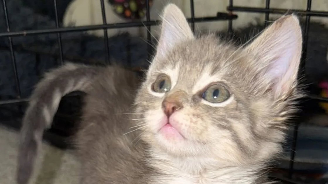Gatinho Elmer resgatado sobrevive após ficar preso num balde de cola no Texas