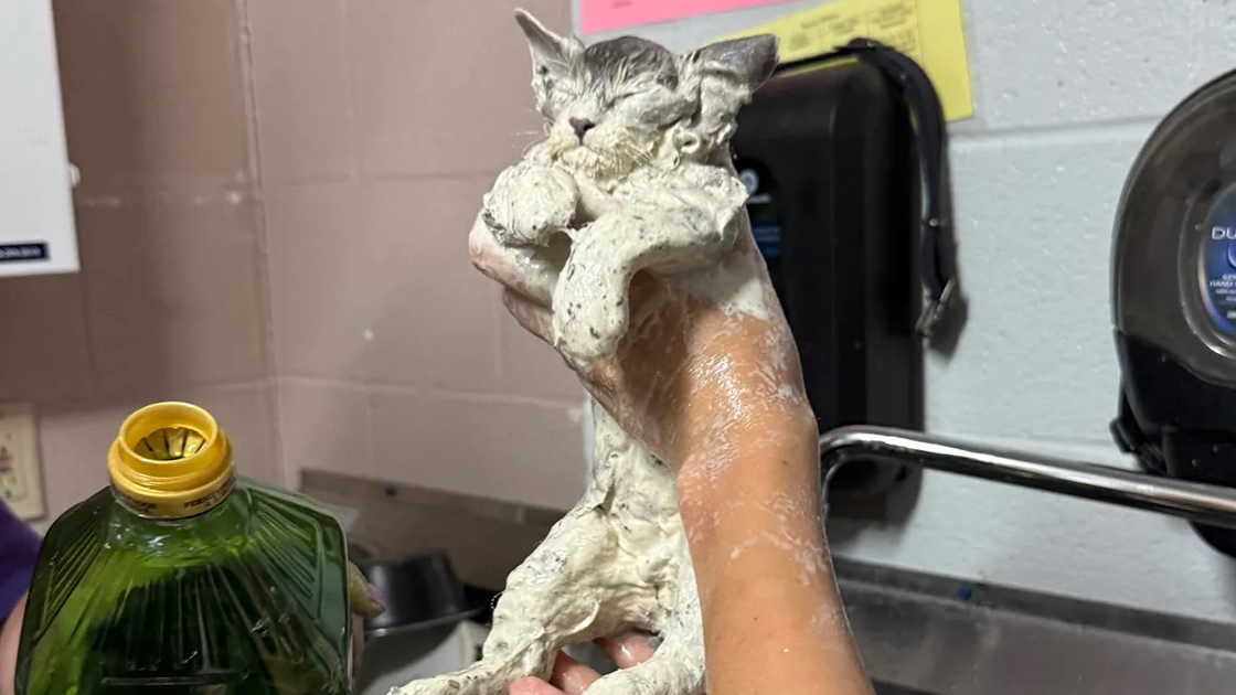 Gatinho Elmer é resgatado pela Humane Society of North Texas após ficar preso num balde de cola