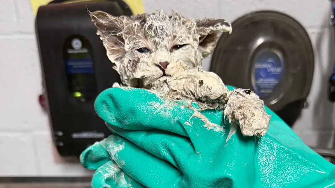 Gatinho Elmer é resgatado, após cair em balde de cola, no Texas