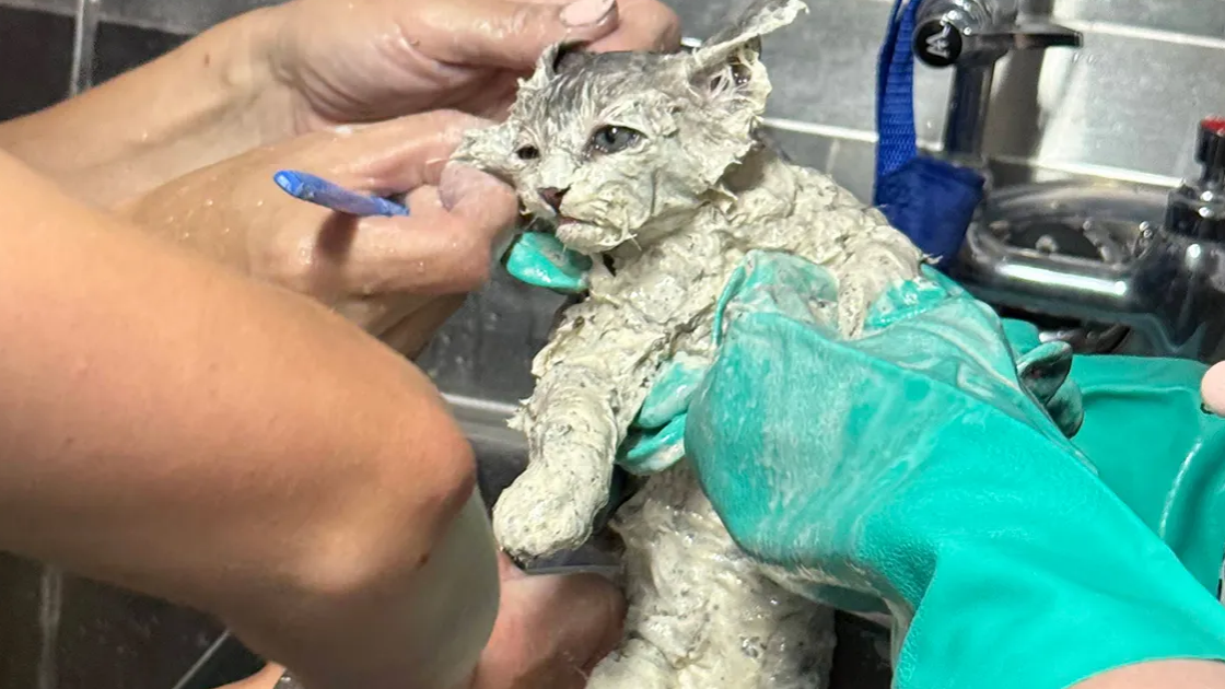 Gatinho Elmer é resgatado da cola no Texas e encontra família