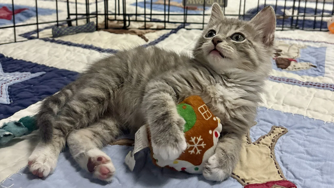 Gatinho Elmer resgatado após ficar preso em balde de cola no Texas