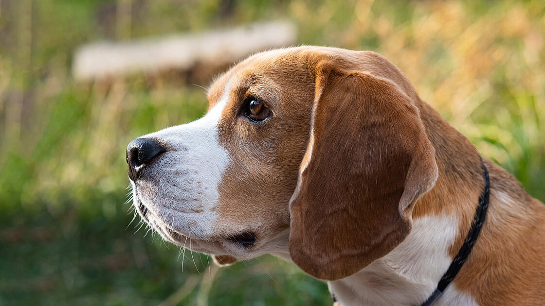 Mais de mil Beagles destinados a experiências científicas foram resgatados nos EUA