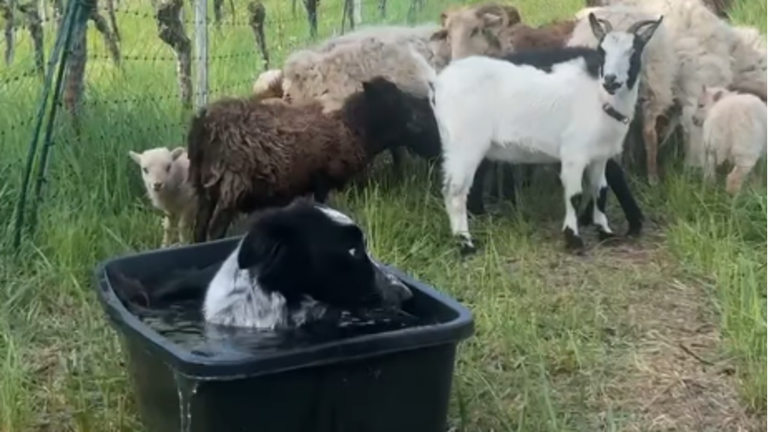 Este Border Collie invadiu o bebedouro das cabras. E a reação dos animais tornou-se viral