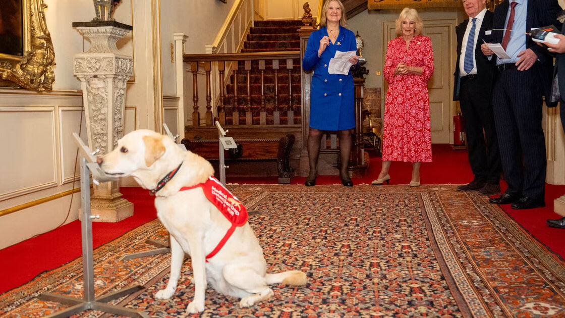 Estes cães conseguem identificar cancro pelo olfato. E impressionaram a Rainha Camilla