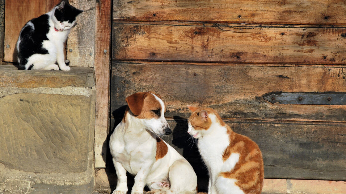 Associações de proteção animal afetadas por catástrofes vão ter novo apoio do Estado