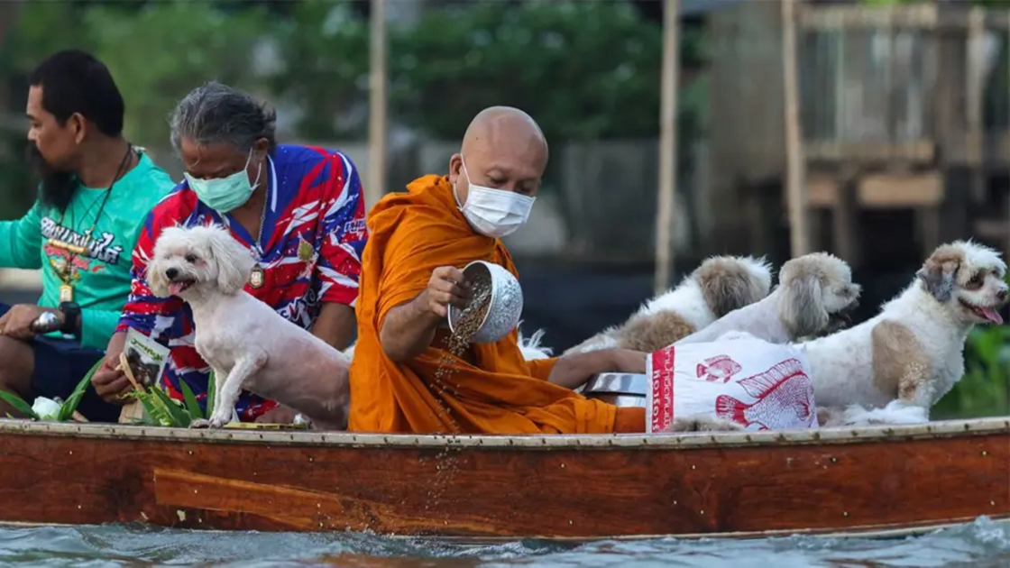 Monge e cães no rio Chao Phraya, Tailândia, numa rotina diária e inspiradora