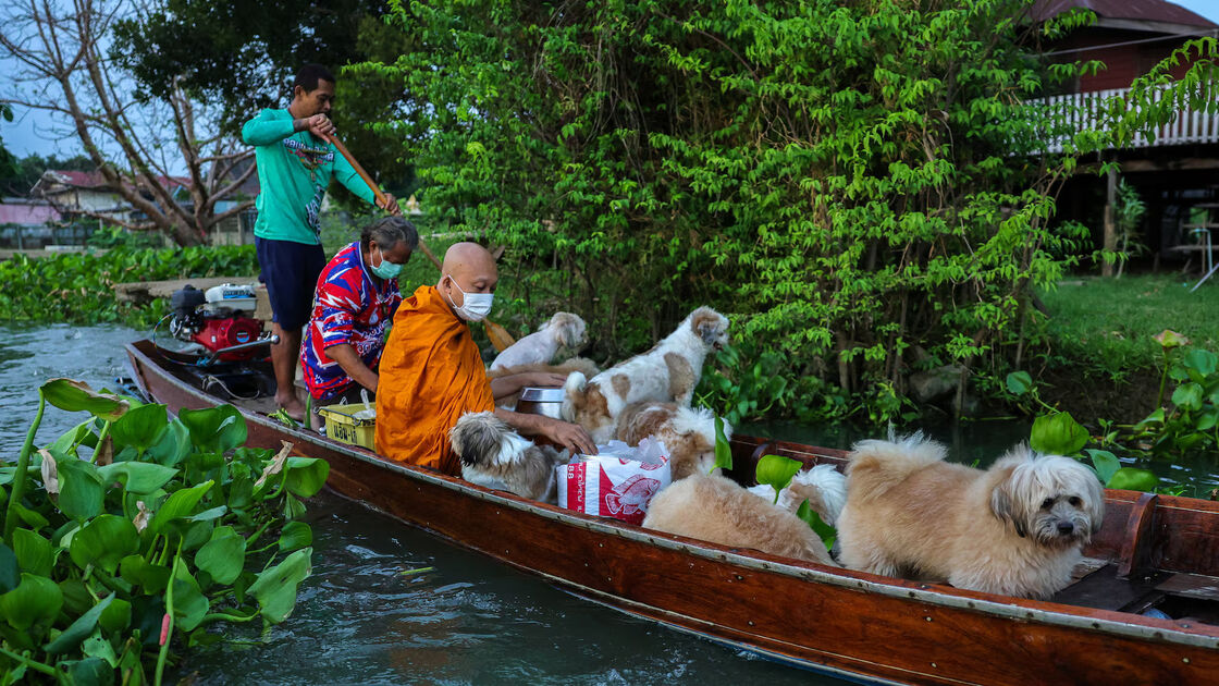 Monge viaja de barco com cães no rio Chao Phraya, Tailândia