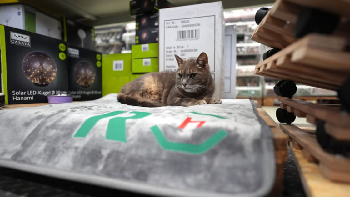 Lotti, gata 'trabalhadora' numa loja de bricolage na Alemanha, é estrela nas redes sociais